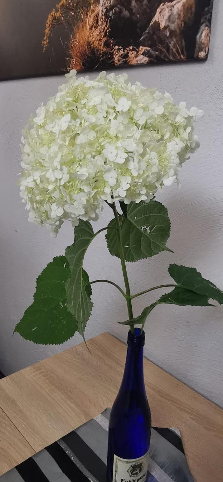 Apartamenty Hejszowina Kudowa-Zdrój Esterno foto